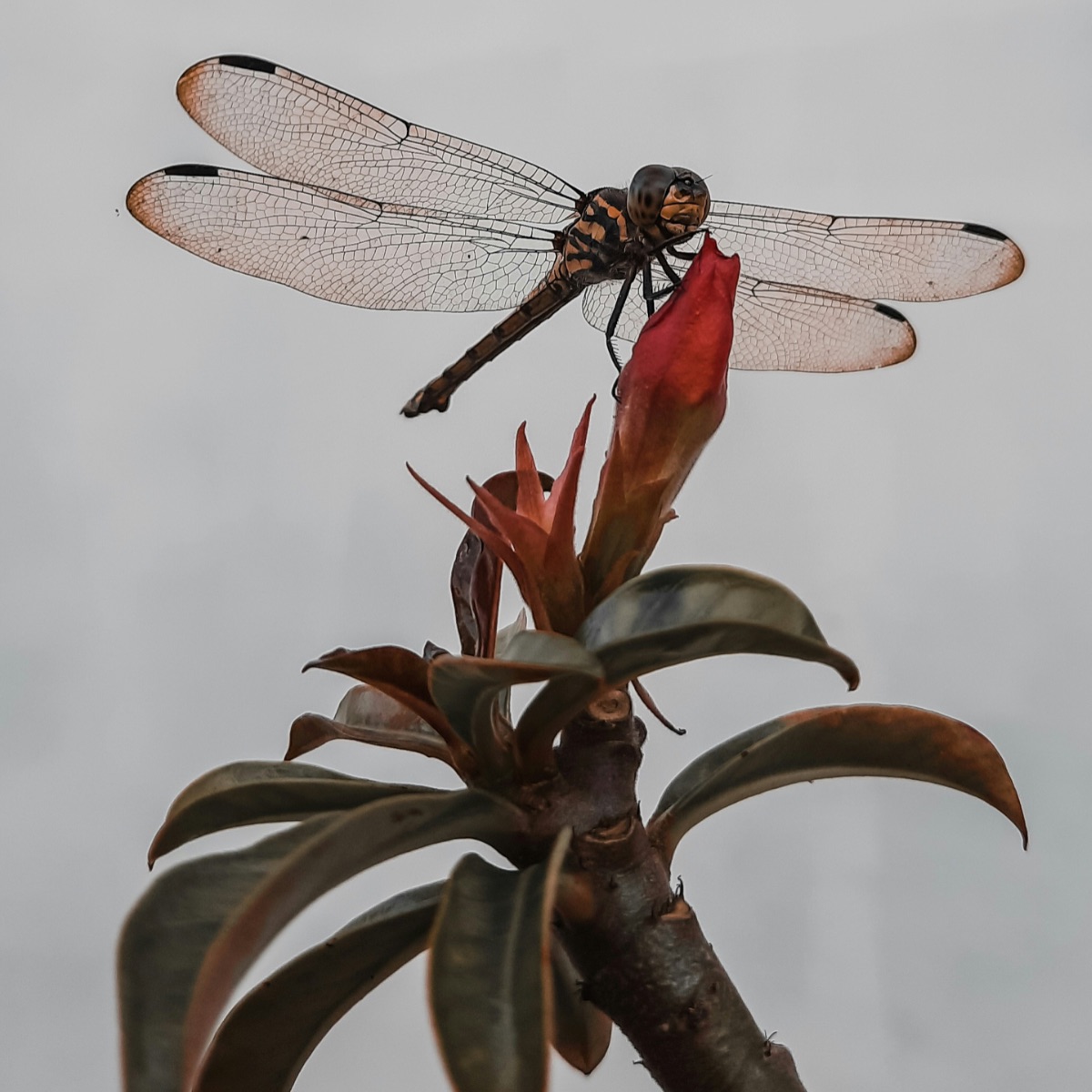 Dragonfly resting on a red flower